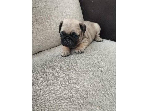 45 günlük sıfır burun gül kuyruk erkek pug