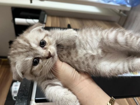 Safkan british shorthair yavrular