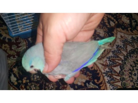 Yavru forpus papağanı mavi erkek kadıköy