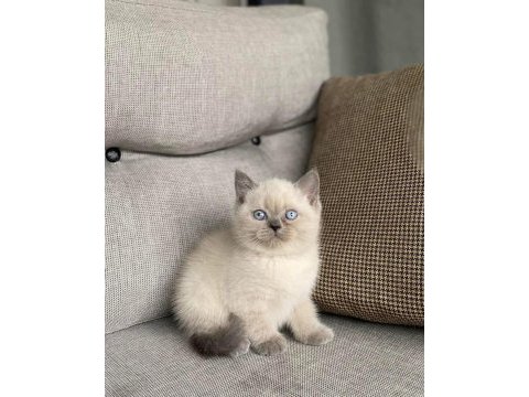 Brıtısh shorthair blue point yavrularım 