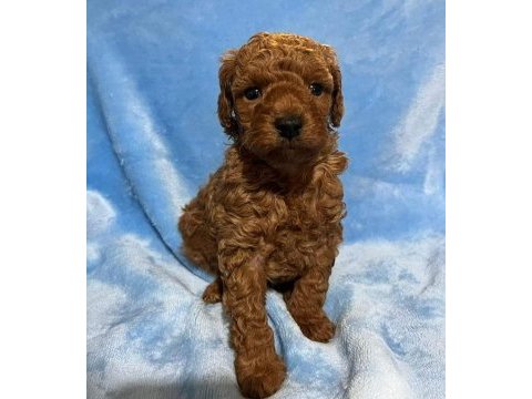 Toy poodle minikler