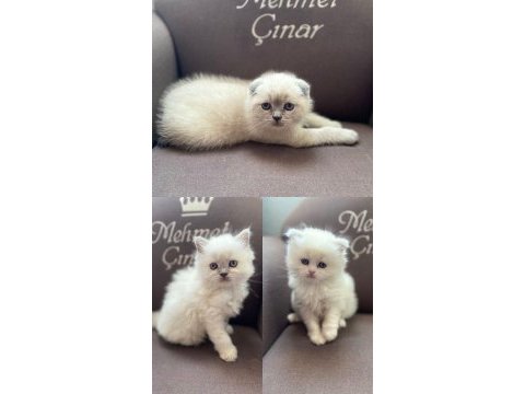 British longhair ve scottish shorthair bluepoint yavrular
