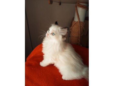 Uygun fiyata ragdoll yavru
