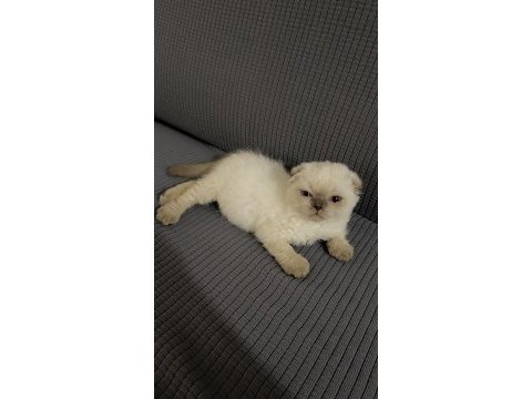 Scottish fold kedimizi sahiplendirme