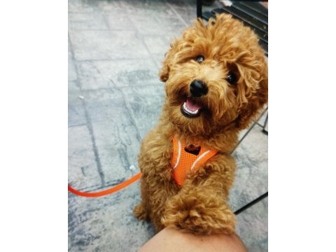 Acil toy poodle