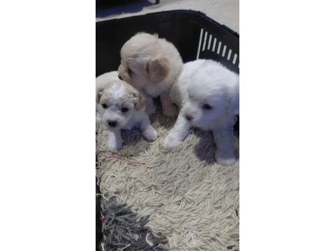 Dişi erkek maltipoo yavrularımız
