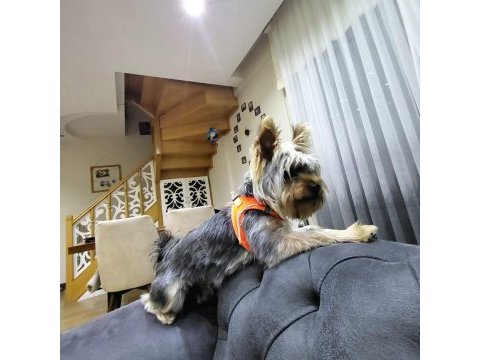 Yaşını yeni doldurmuş yorkshire terrier