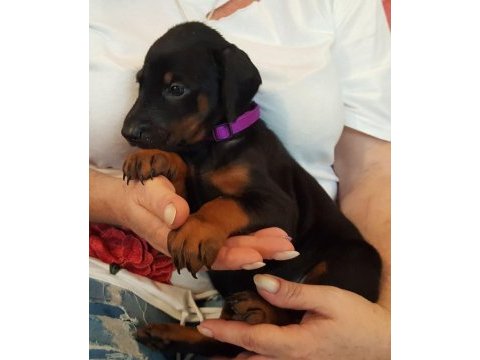 Premıum doberman yavruları
