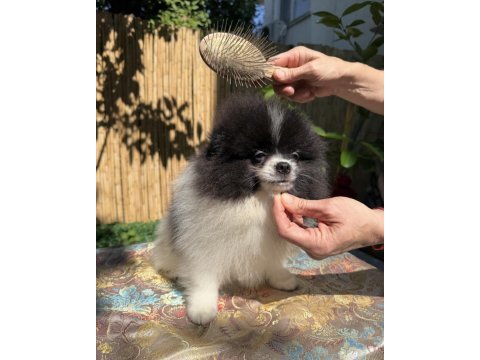Pomeranian boo bicolor dişi ve erkek