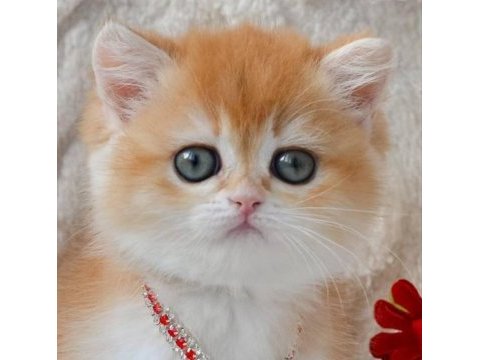 Dünya güzeli ny12 golden british shorthair