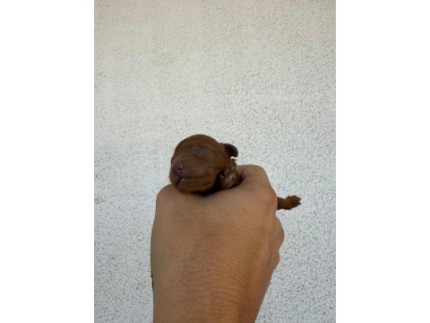 Orjinal poodle