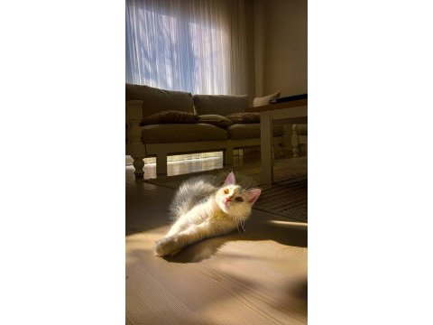 Safkan angora kızımız yeni yuvasını arıyor