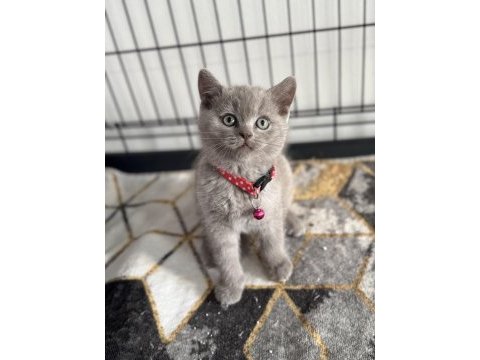 A kalite ayıcık british shorthair yavrular