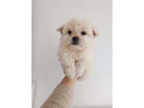 Maltipoo bebekler