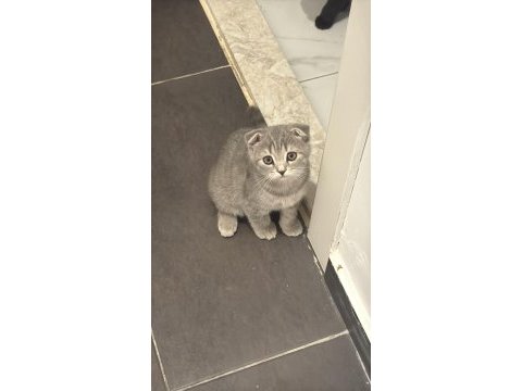 Güzellik scottish fold