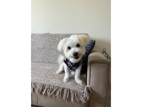 Maltese ırkı yavru 6 aylık köpeğimiz