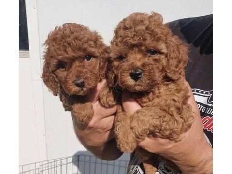 Toy poodle yavrularım 