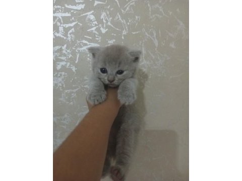 British shorthair kedileri