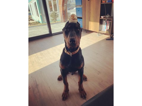 6 aylık aşılı a şecereli estetikleri tamam doberman