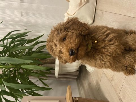 Poodle ciddi alıcılar