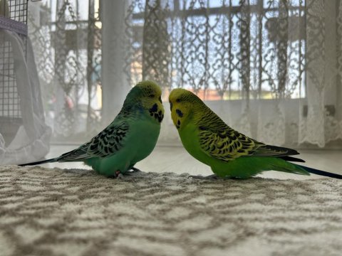 İngiliz erkek muhabbet kuşu