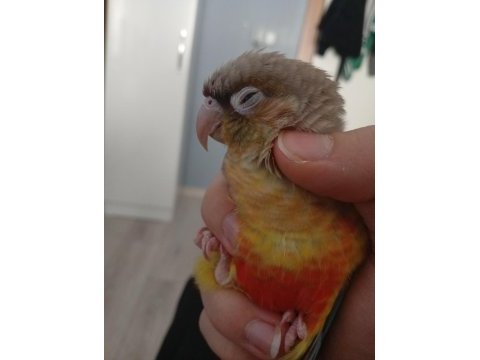 Konur papağanı alışık