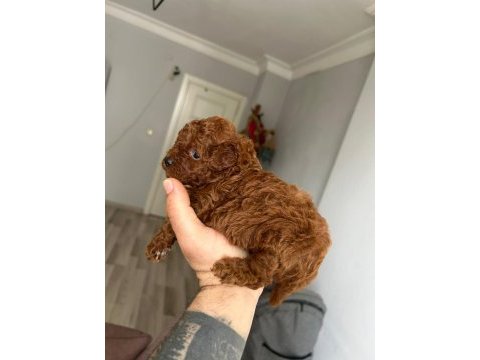 Kore kan red poodle