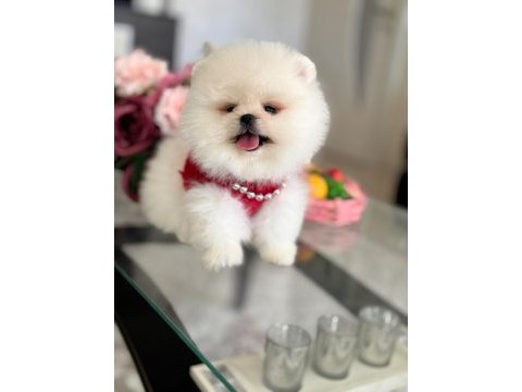 Pomeranian boo 2 efsane ayıcık