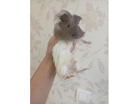 Ginepig bebekler