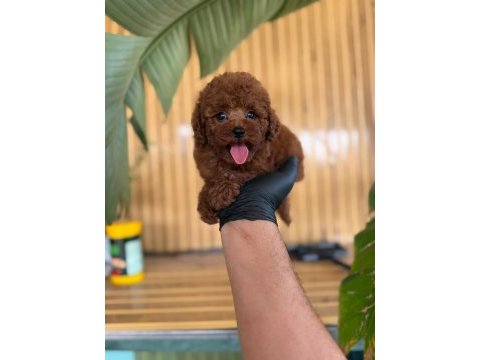 Toy poodle bebekler referans yavru