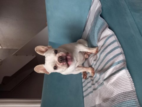 Erkek 16 aylık french bulldog