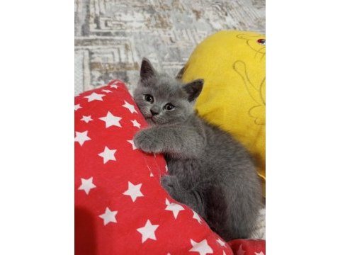 2 aylık british shorthair miniğim yeni yuvasına hazır