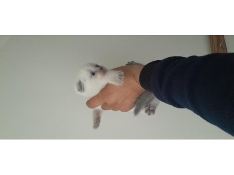 Bluepoint british shorthair yavrular