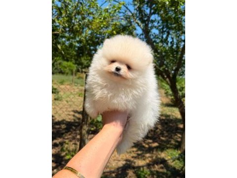 Yavru pomeranian boolarımız