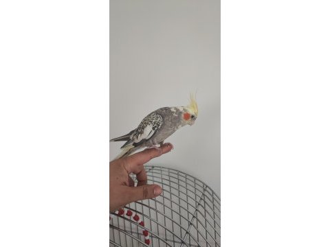 Full evcil dişi sultan papağanı ısırma nedir gram bilmez