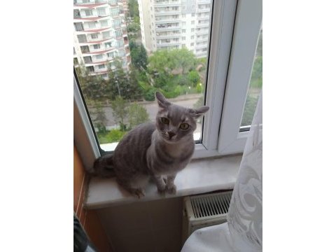 Kedimiz lia yeni ev arıyor