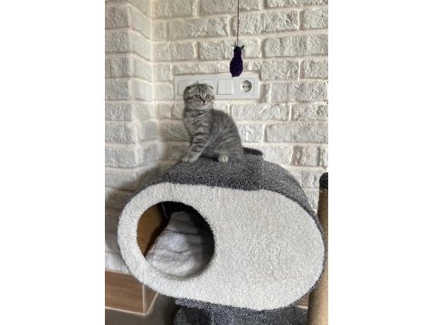 Scottish fold yavrumuz yeni yuvasını arıyor
