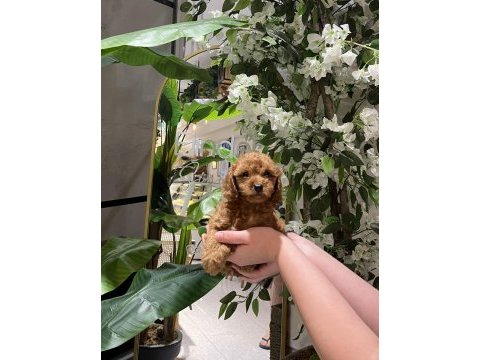 Red brown toy poodle yavru bebekler (2 mayıs doğumlu)