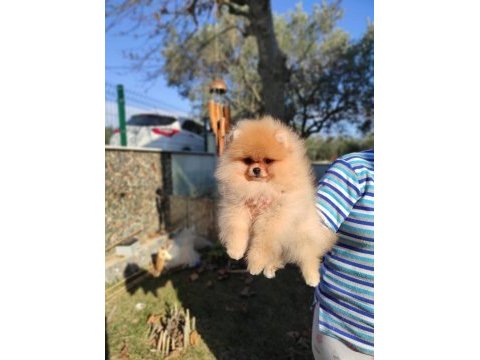 Yavru köpeğimiz pomeranian boo