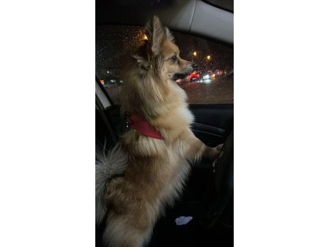 1.5 yaşında pomeranian