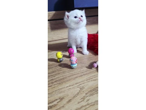 British shorthair süper kalite