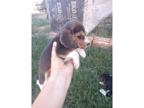 2 adet dişi beagle