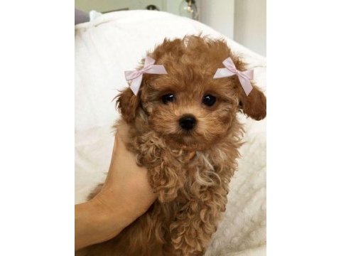Tüy dökmeyen maltipoo yavrular