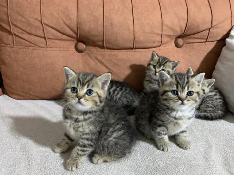 Sahibinden golden black tabby british shorthair erkek yavru
