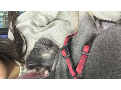 Safkan a kalite muhteşem genetik french bulldog yavruları