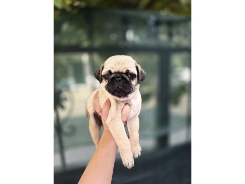 Erkek ve dişi pug yavrular sizlerle