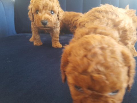 Mükemmel toy poodle yavrularımız