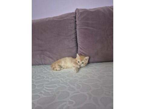 Ücretsiz erkek british shorthair