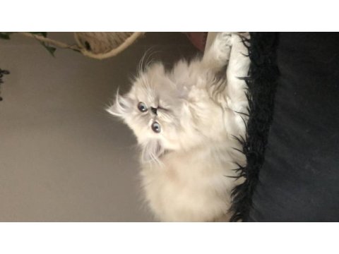 2,5 aylık yavru chinchilla kediler