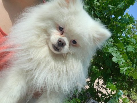 4 yaşında pomeranian